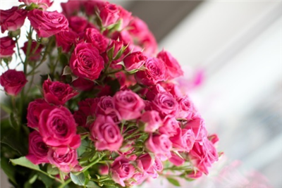 roses