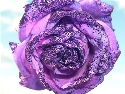 rose 