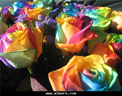 colourful love
