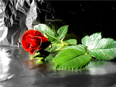 love rose