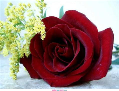 rose 2