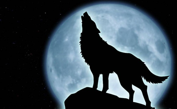 ¿Que Clase De Lobo Eres
