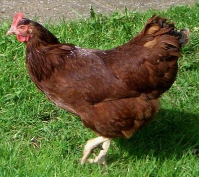 Cesurmusun?Korkakmısın?
