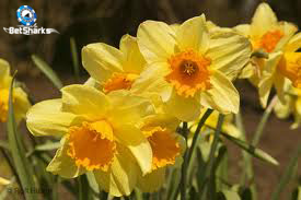 Fowers