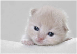 Gato Do Dia
