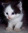 gato bebe