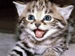 gato a rir