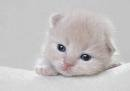 gatinho preocupado