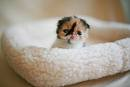gato bebe