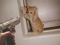 gato arrependido