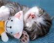 gato com peluche