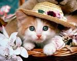 gato no cesto