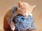 gato brincalhao a dormir
