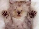 gato a dormir