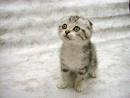 gato bebe