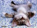 gato a dormir