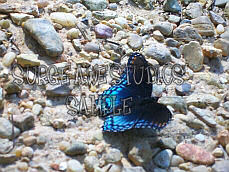 Blue Flutterby 5
