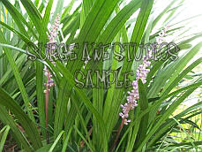 Lavender and Green 2
