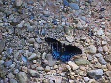 Blue Flutterby 2