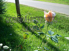 Peach Rose 1