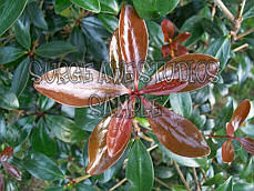 Leafy Star