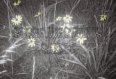 Brown-Eyed Susans in B/W