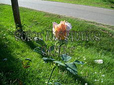Peach Rose 2