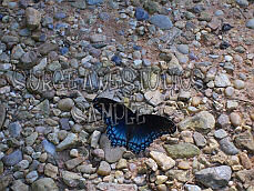 Blue Flutterby 1