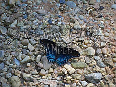 Blue Flutterby 3