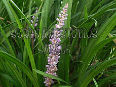 Lavender and Green