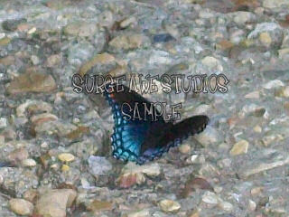 Blue Flutterby 4