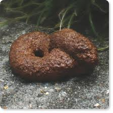 poo