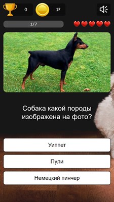 Викторина  " порода собак"