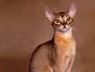 Catz