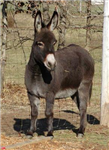 Eşşek