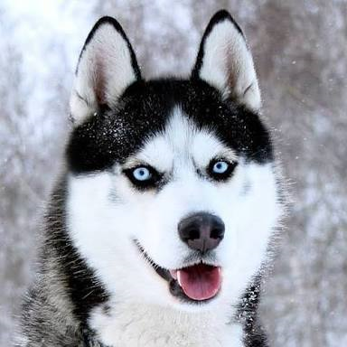 Hangi Köpek Sana Yakısır