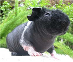 Sponsor A Guinea Pig - Gift Pigs