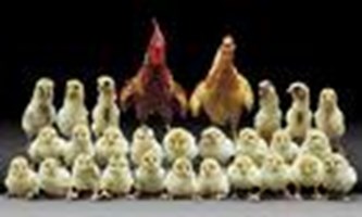 Hayattaki Önem Sıran Ne?