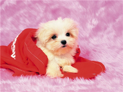 A cute puppy 