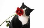roses cat
