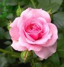 rose pink