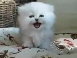 KEDİLER