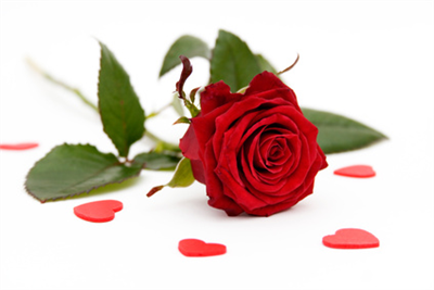 Rose rouge
