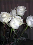 Le Langage Des Fleurs