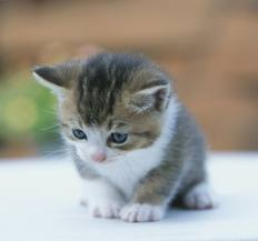 kedi