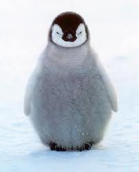 penguen