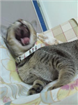 Send U Ah Meow