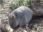 Australian Wild Animal Gifts