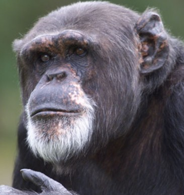 Gunder Eller Chimpen?