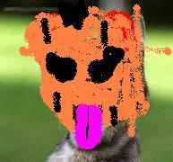 halloween cat